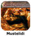 Mustelidi